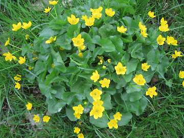 Blumen