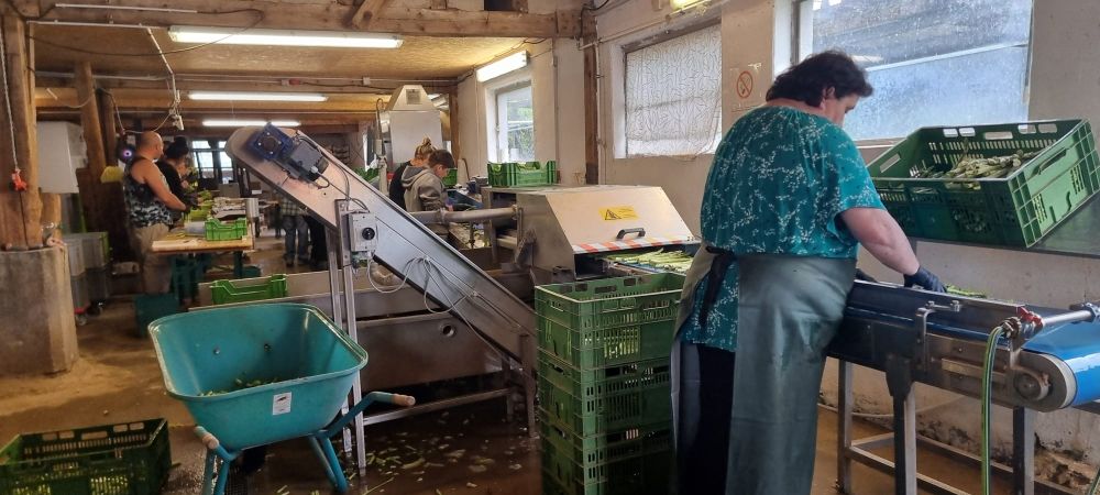 Winhof_Gruenspargel_02