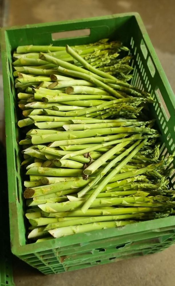 Windhof_Gruenspargel_03