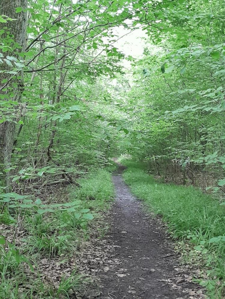 Waldbaden1