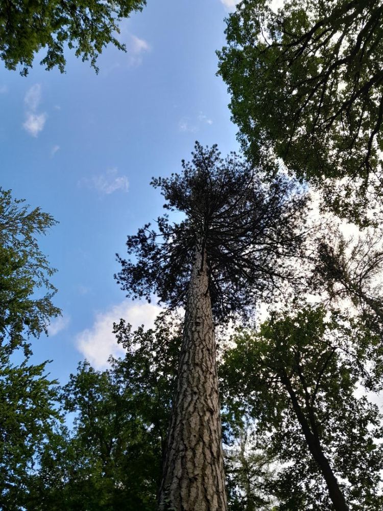 Waldbaden2
