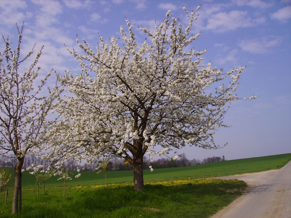 Kirschbaum
