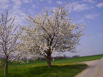 Kirschbaum
