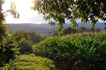 Maisfeld