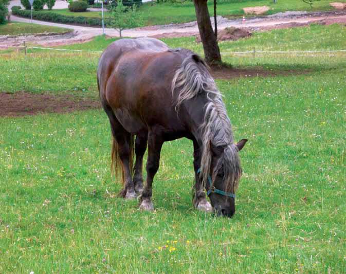 Pferd