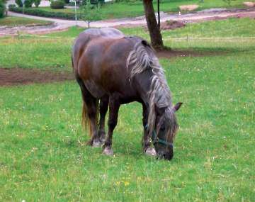 Pferd