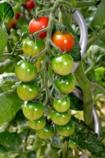 Tomaten