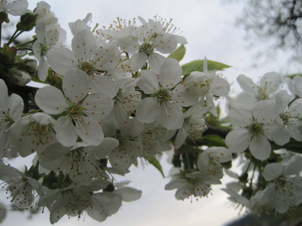 Kirschblüte im Frühjahr