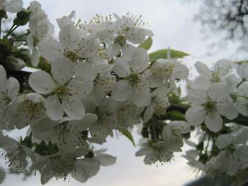 Kirschblüte im Frühjahr