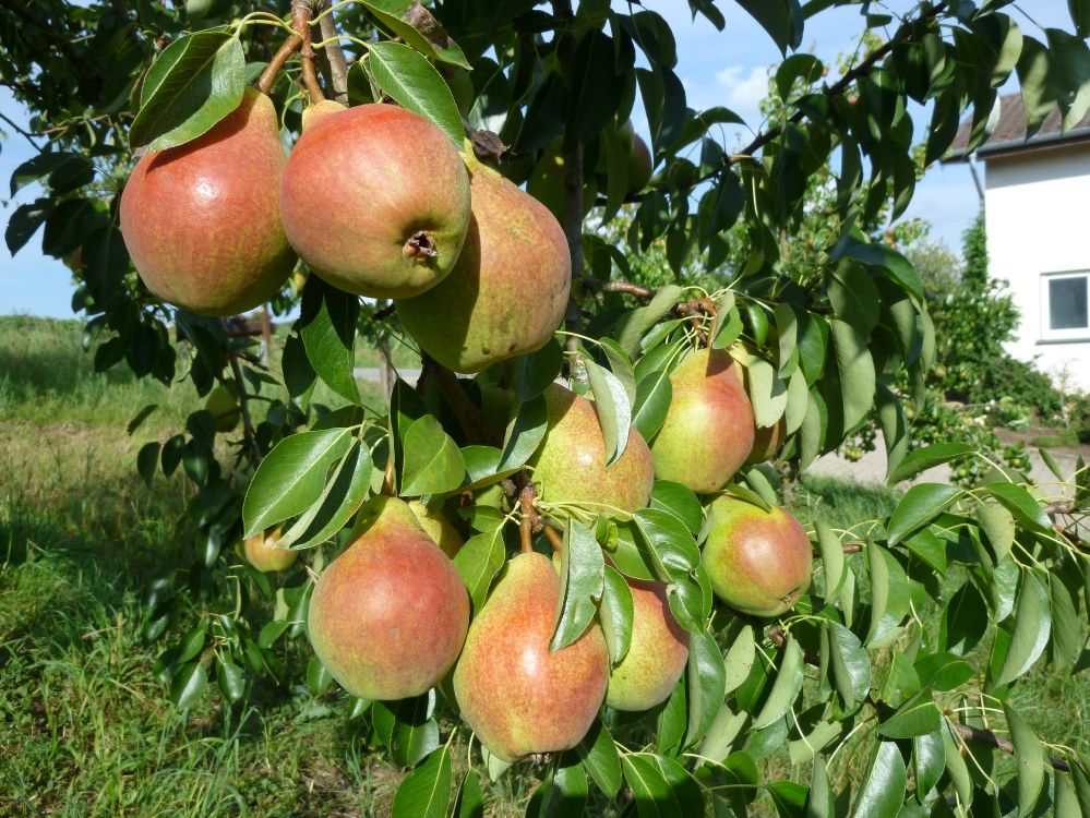 Reife Birnen im Hausgarten