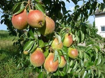 Reife Birnen im Hausgarten