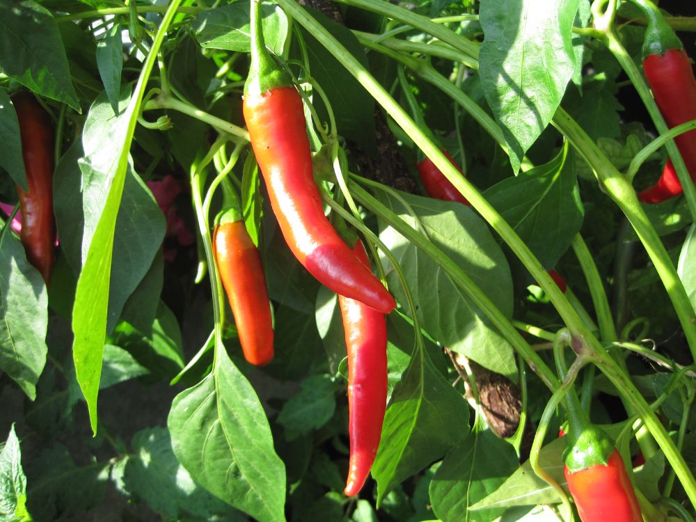 Peperoni