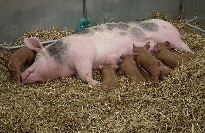 Mutterschwein mit Ferkeln