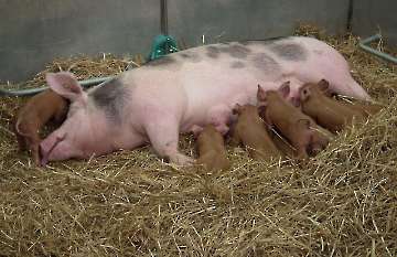 Mutterschwein mit Ferkeln