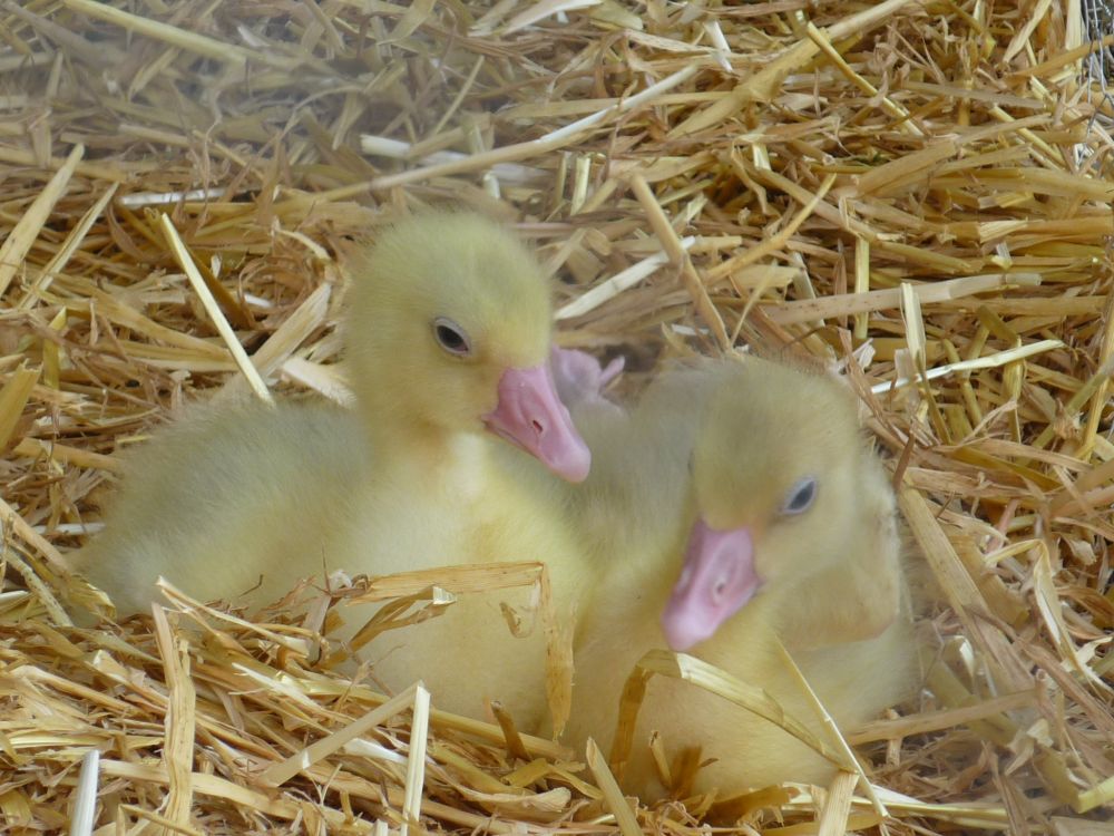 Gänseküken im Nest