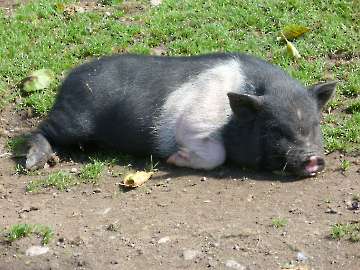 Tiere