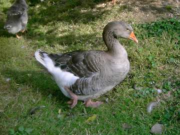 Graugans