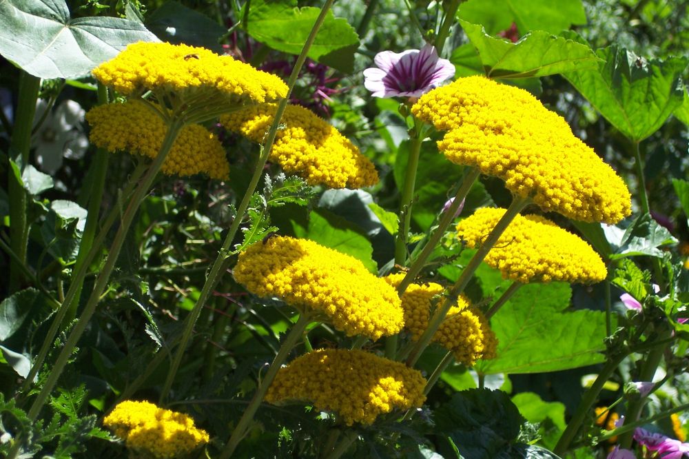 Edelscharfgarbe in leuchtendem Gelb