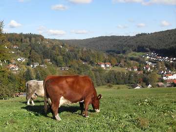Kühe
