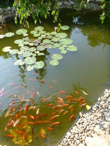 Goldfische im Gartenteich warten auf ihr Futter