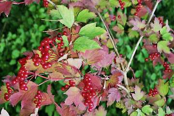 Herbststimmung