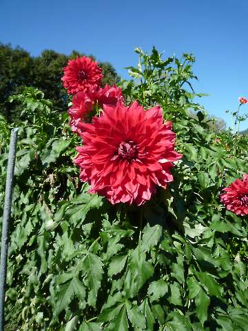 Blumen