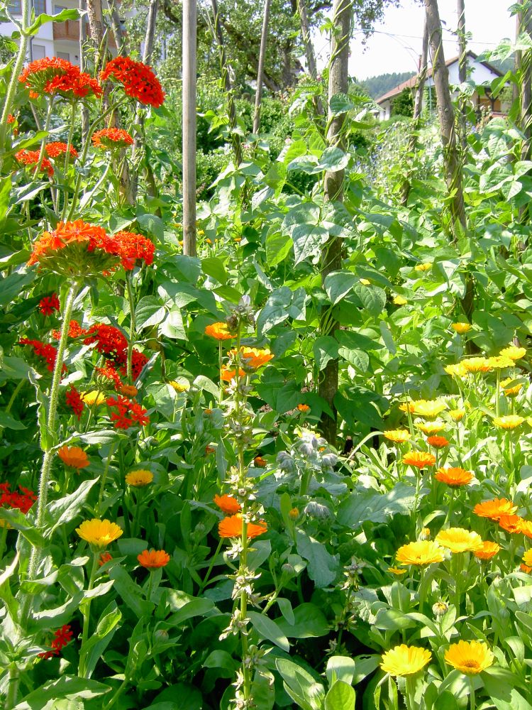 Gemüse und Blumen
