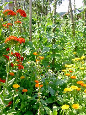 Gemüse und Blumen