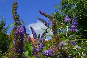 Sommerflieder