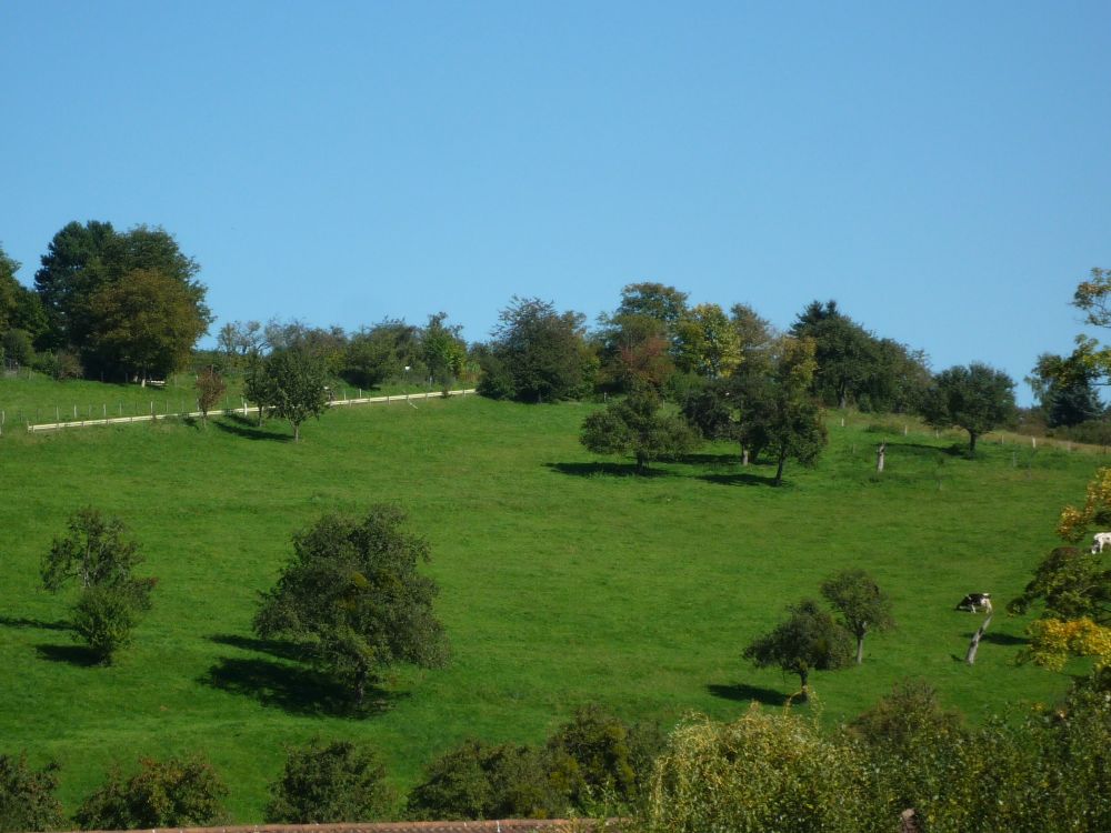 Steuobstwiesen