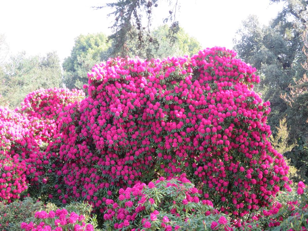Rhododendren in voller Blüte