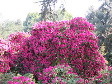 Rhododendren in voller Blüte