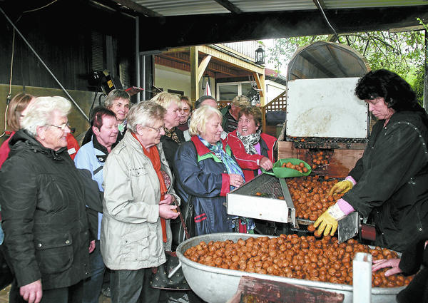 Leicht zu knacken: Nüsse aus Meckesheim