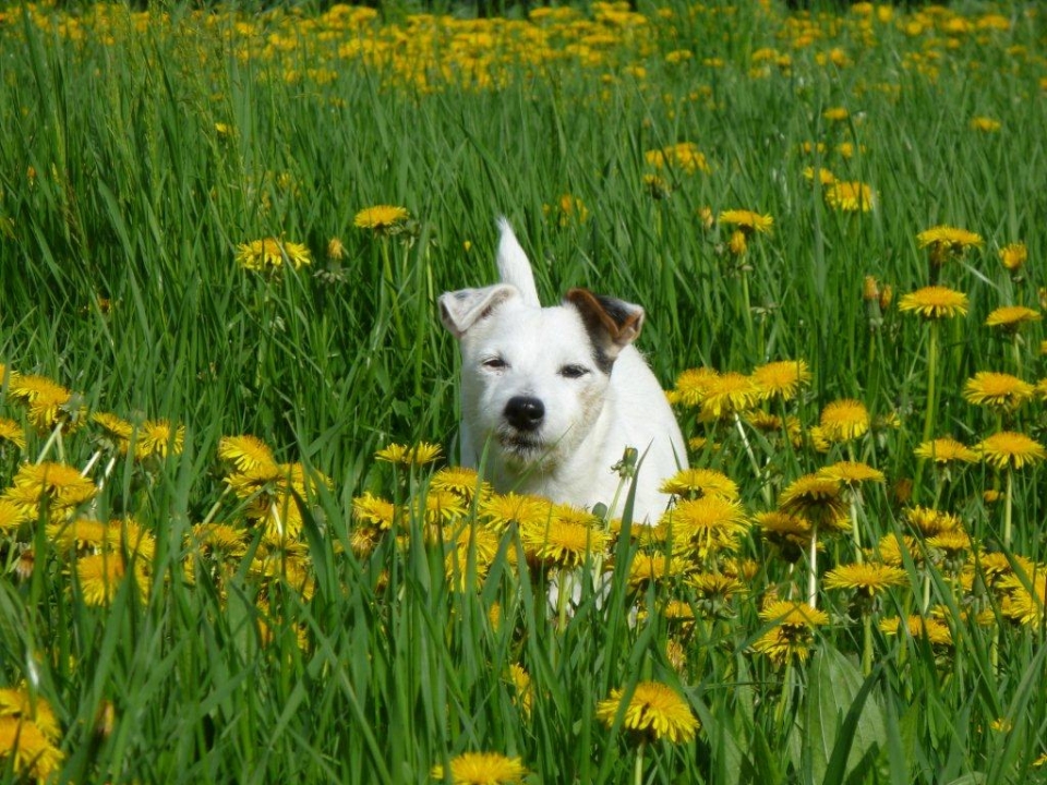 Hund auf Frühlingswiese