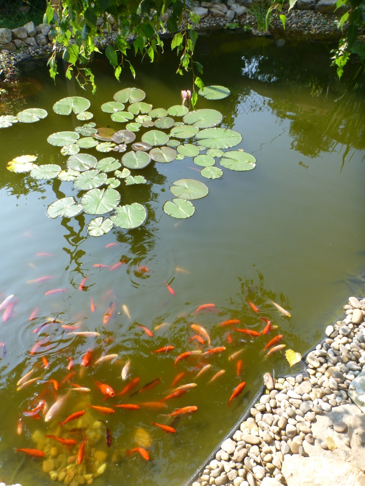 Goldfische im Gartenteich warten auf ihr Futter